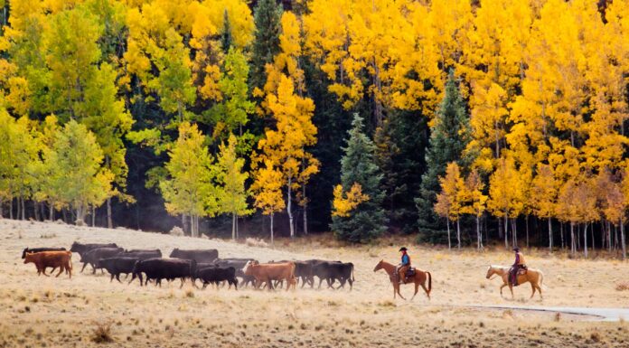 Western States See Prices More than Double in Decade
