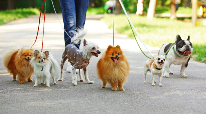 Best Dog Walking Cities